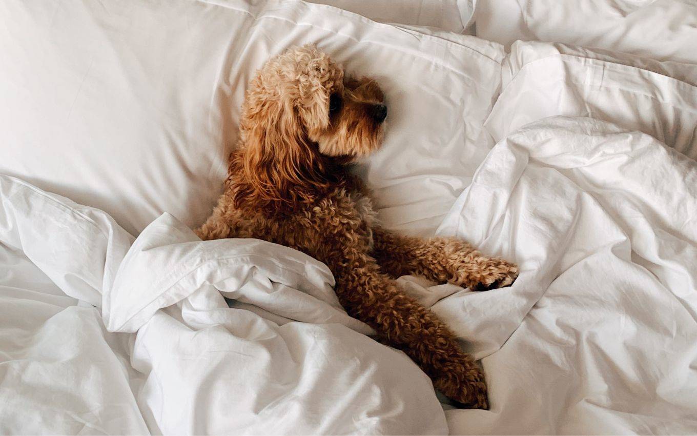 Curly-haired dog lounging on a plush white hotel bed, wrapped in soft linens in a cosy setting at a London hotel.